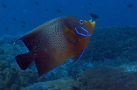 Bali -2016 - Semicircle Angelfish - Poisson ange a demi cercles - Pomacanthus semicirculatus - IMG_6029_rc